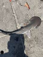 Image of Bonnethead Shark