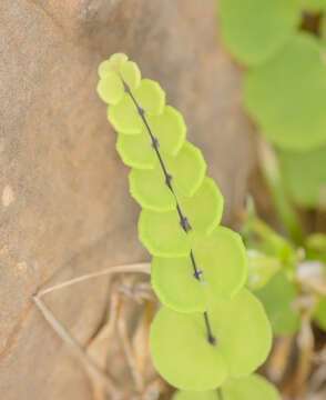 Image de Adiantum balfourii Bak.