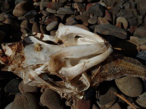 Image of New Zealand rough skate