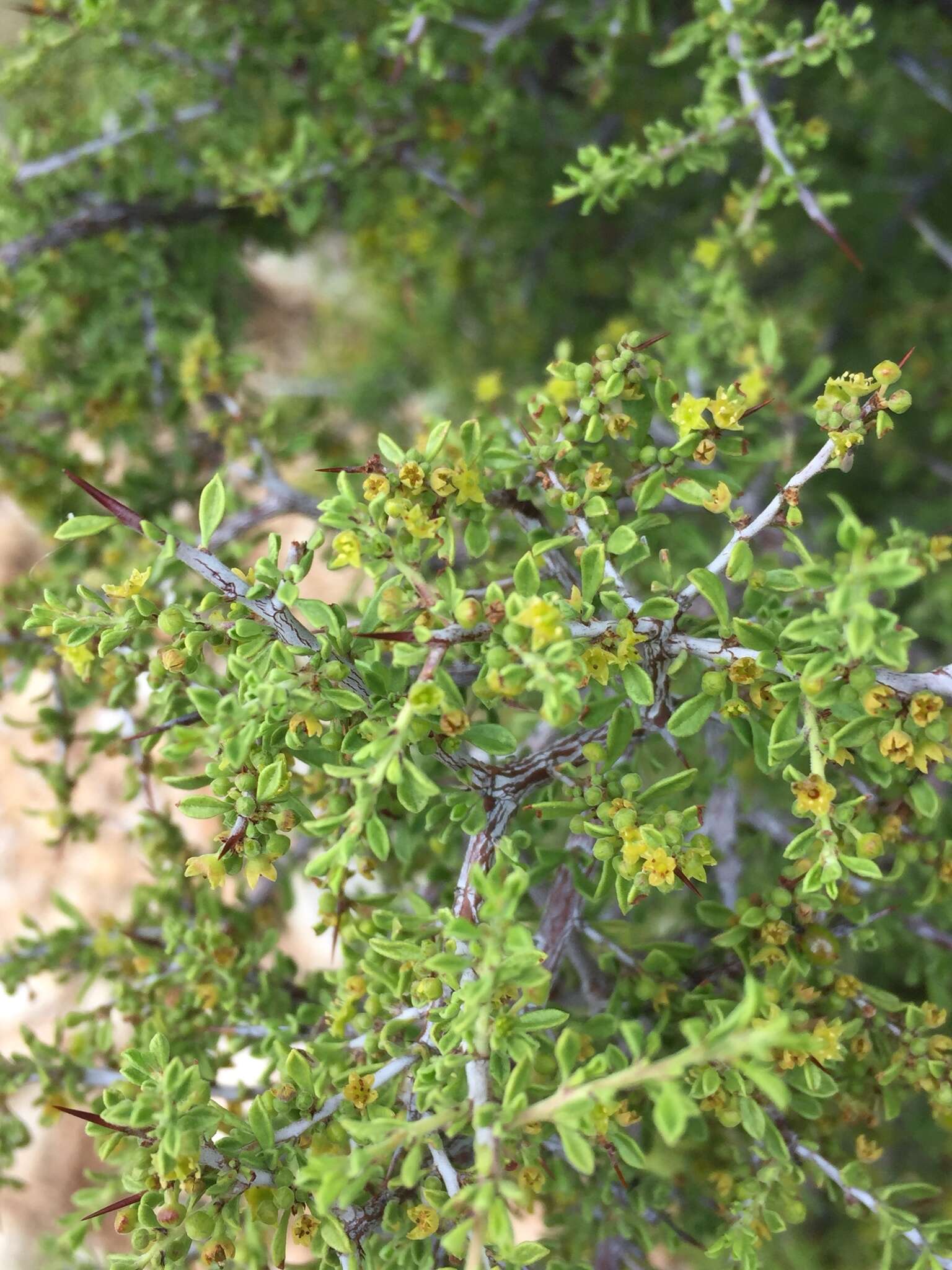 Image of Warnock's snakewood