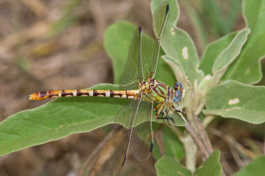 Imagem de Erpetogomphus designatus Hagen ex Selys 1858