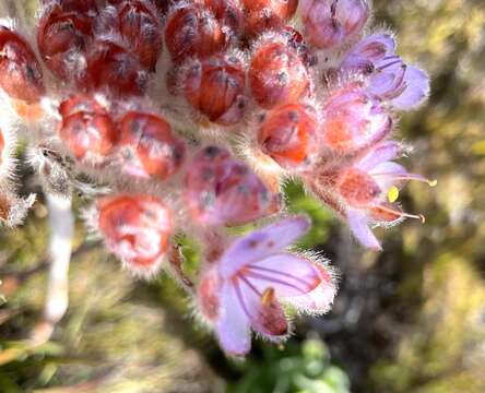 Image of Dilatris corymbosa P. J. Bergius