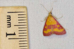 Image of Southern Purple Mint Moth