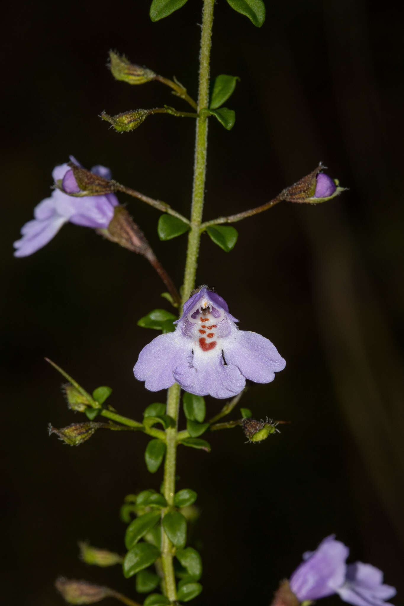 Prostanthera spinosa F. Muell. resmi