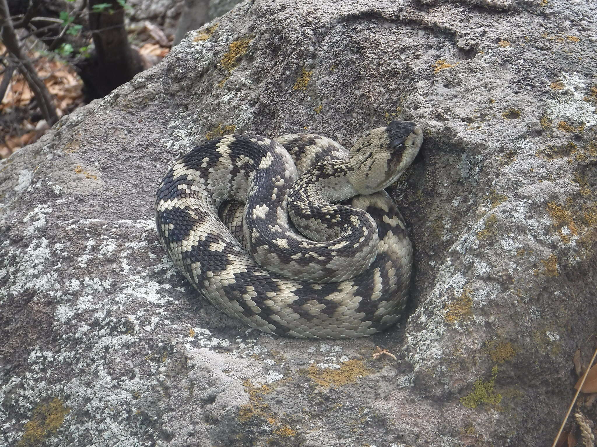 Imagem de Crotalus ornatus Hallowell 1854