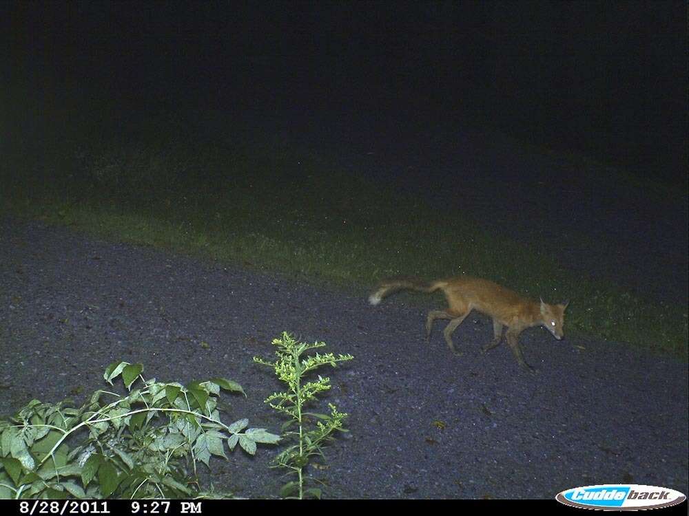 Image of Foxes