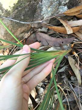 Image of Patersonia glabrata R. Br.