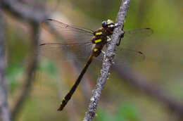 Image of Pacific Spiketail