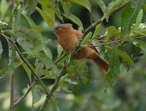 Pseudoseisura unirufa (d'Orbigny & Lafresnaye 1838)的圖片