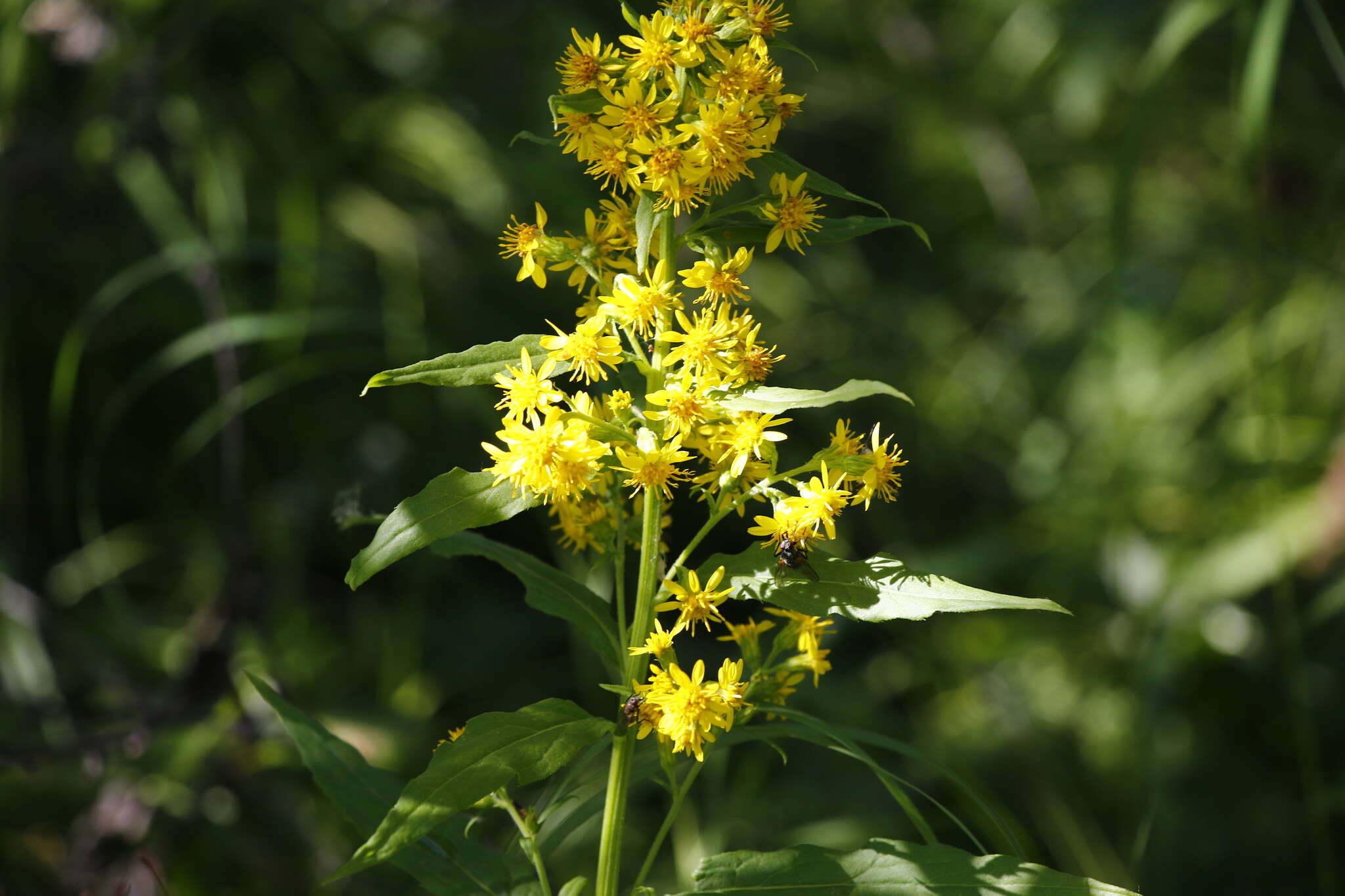 Image de Solidago spiraeifolia var. cuprea (Juz.) V. Yu. Barkalov