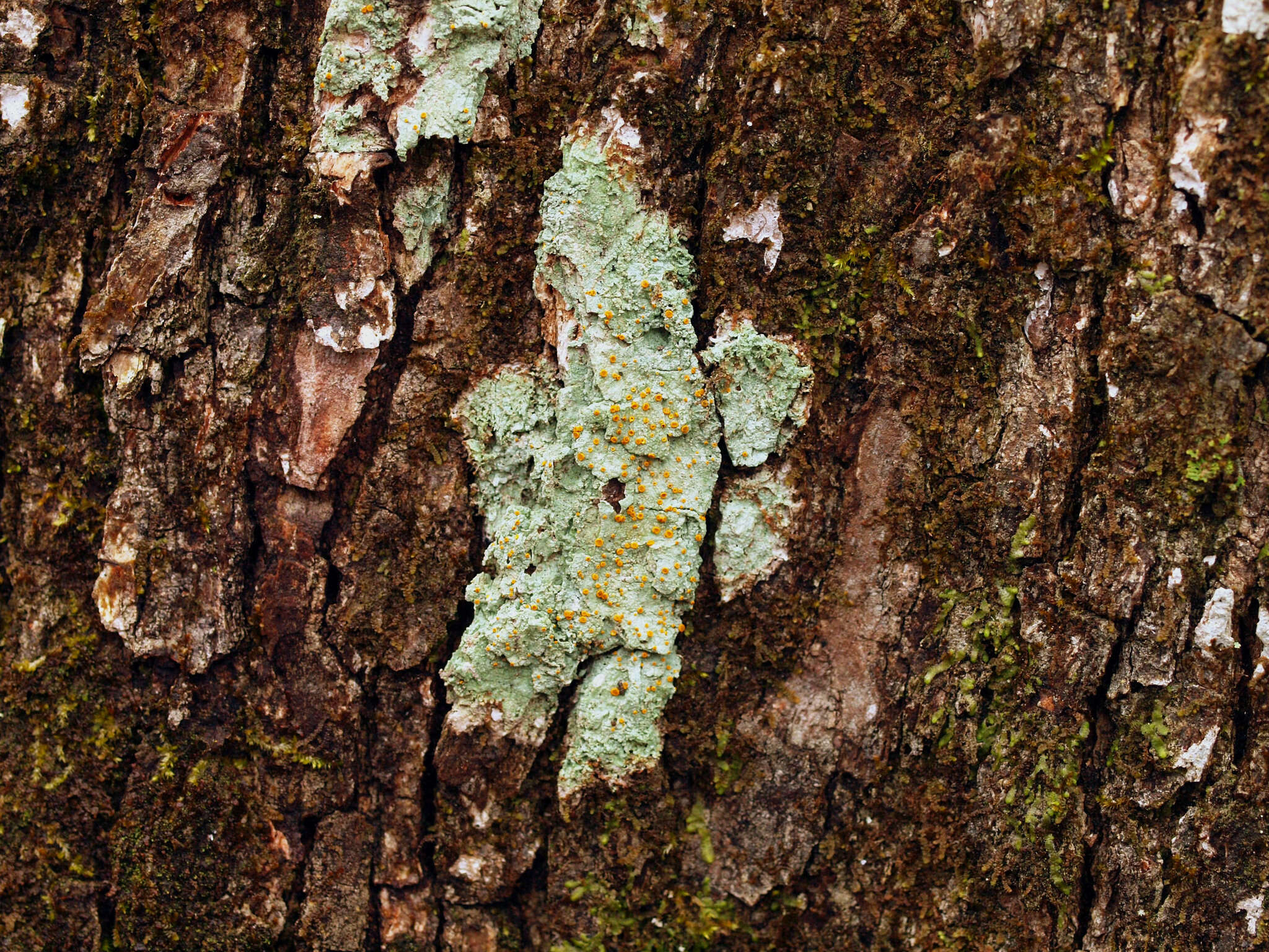 Image of Brigantiaceae