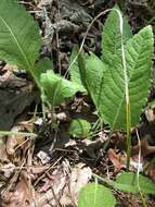 Sivun Parthenium auriculatum Britt. kuva