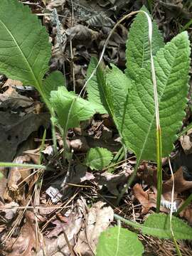 Image of wild quinine