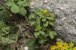 Image of cultivated fenugreek