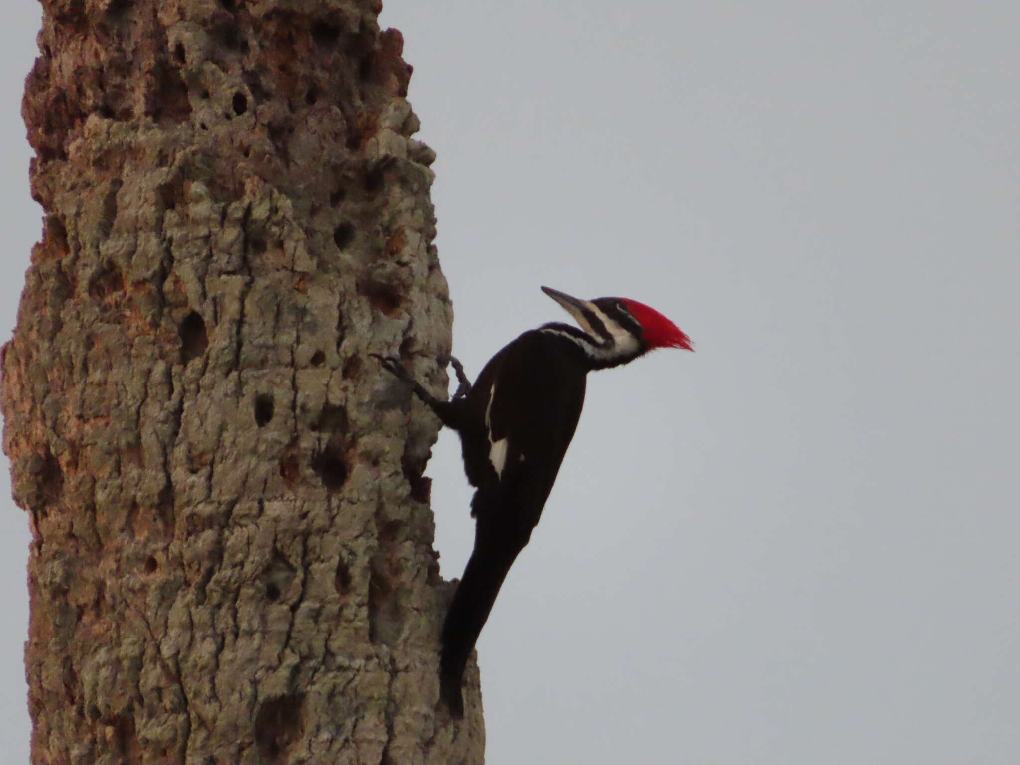 Image of Dryocopus pileatus pileatus (Linnaeus 1758)