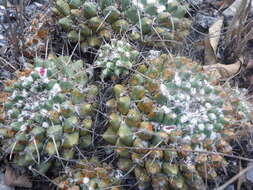 صورة Mammillaria compressa subsp. centralifera (Repp.) D. R. Hunt