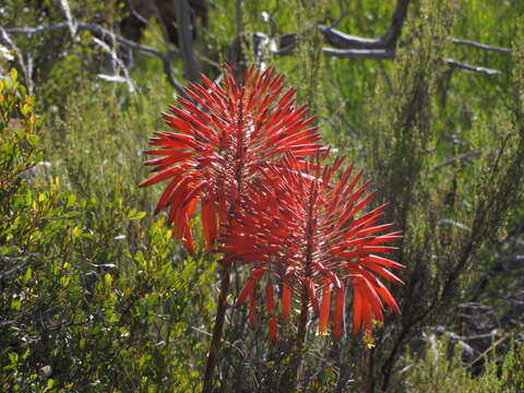 Слика од Aloe perfoliata L.