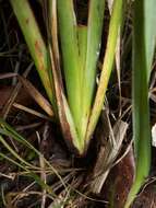 Image of Dianella latissima Heenan & de Lange