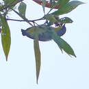 Image of Black-fronted White-eye