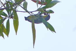 Image of Black-fronted White-eye