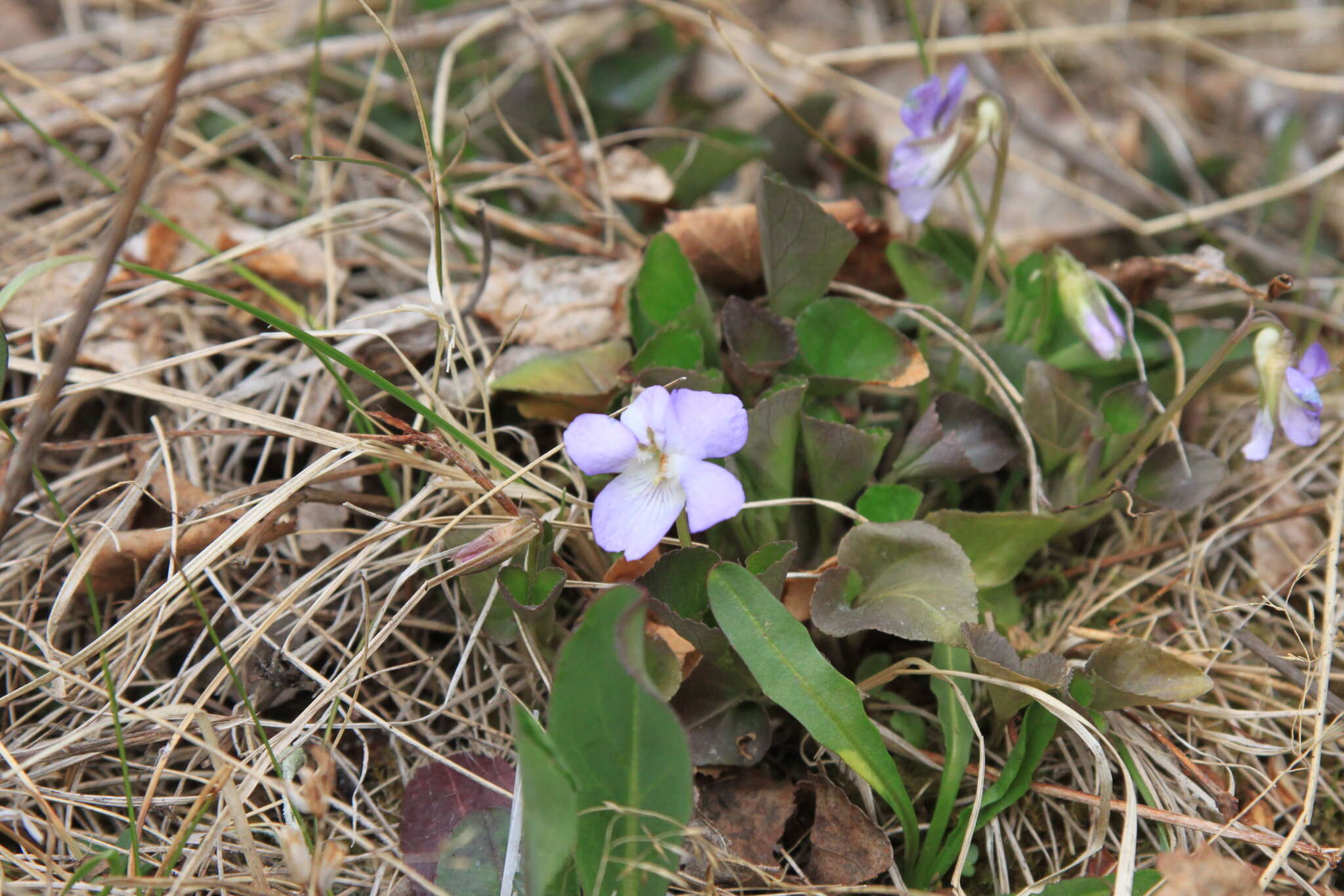 Image of Viola sacchalinensis H. Boiss.