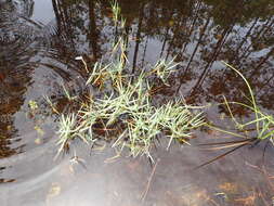 Image de Millet Rampant