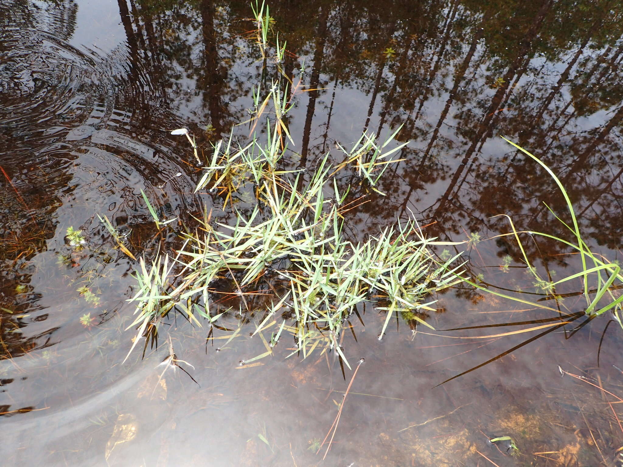 Image of torpedo grass