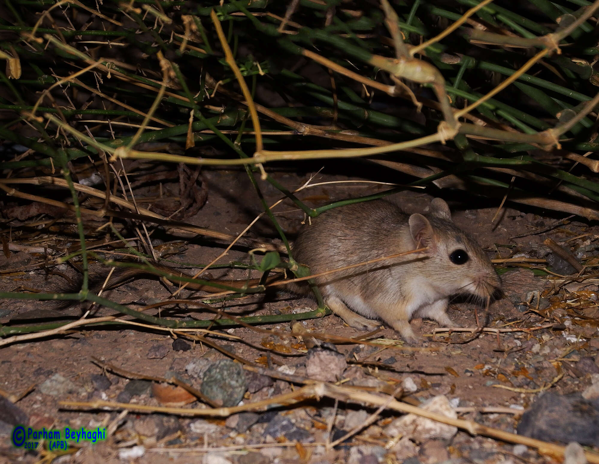 Image of Libyan jird