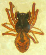 Image of Dictyna major Menge 1869