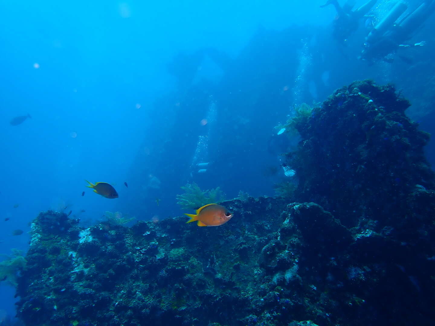 Image de Chromis analis (Cuvier 1830)