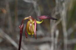 Image of Small duck orchid