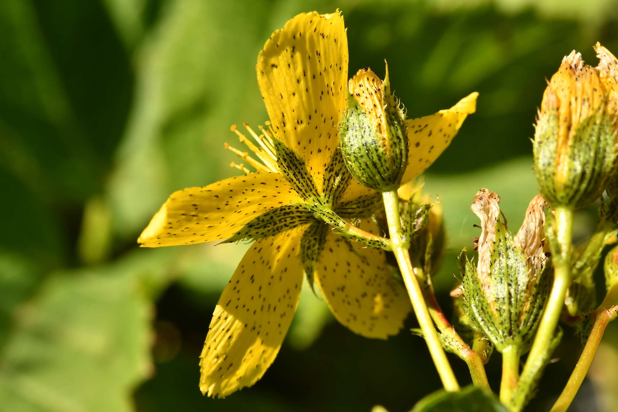 Image of Hypericum richeri subsp. richeri