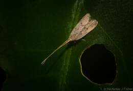 Plancia ëd Lecithocera imprudens Meyrick 1914