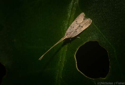 Plancia ëd Lecithocera imprudens Meyrick 1914