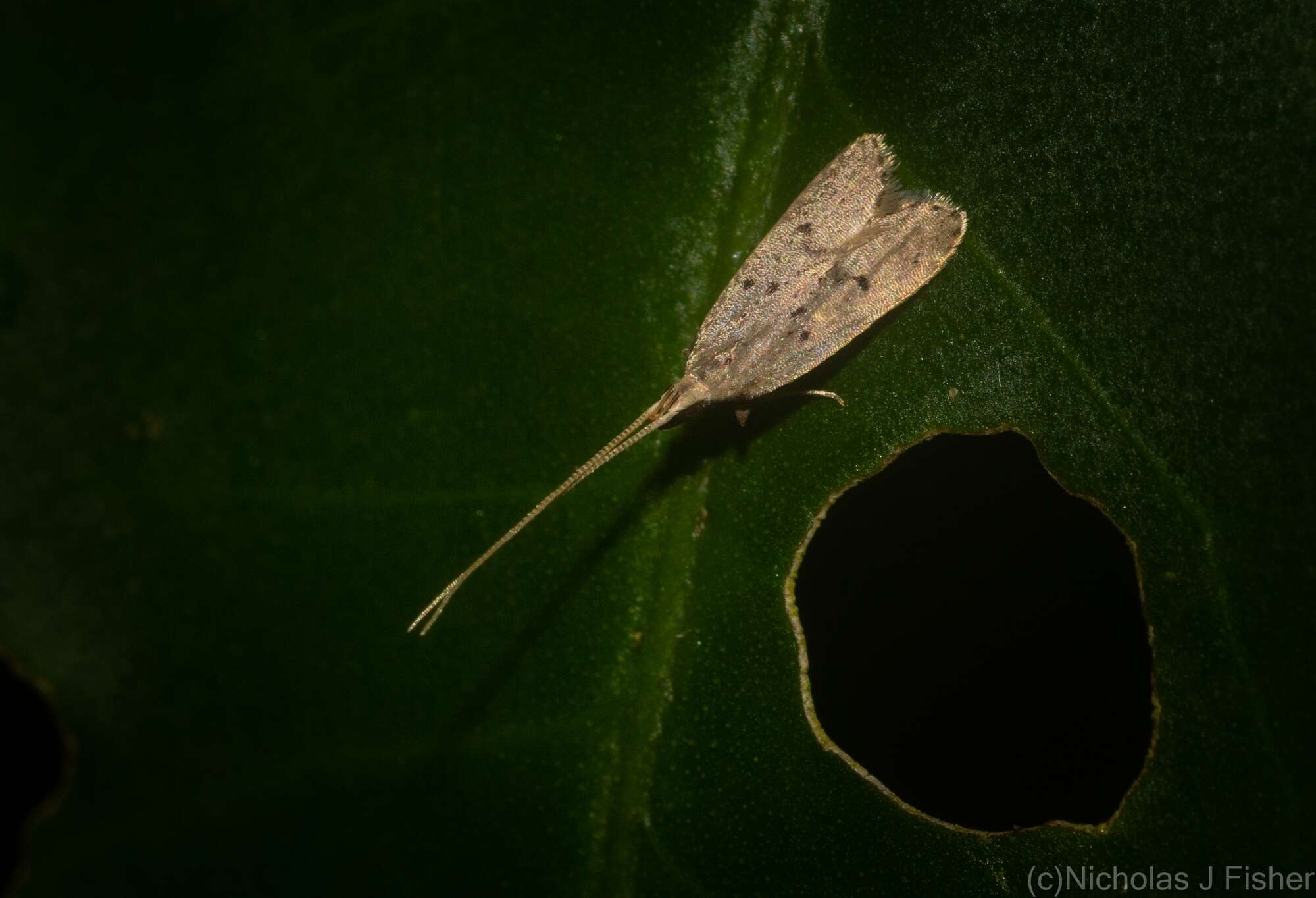 Plancia ëd Lecithocera imprudens Meyrick 1914