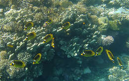 Image of Diagonal Butterflyfish