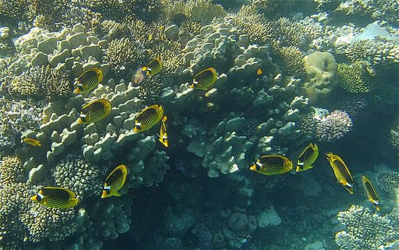 Image of Diagonal Butterflyfish