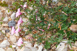 Image of mallow bindweed