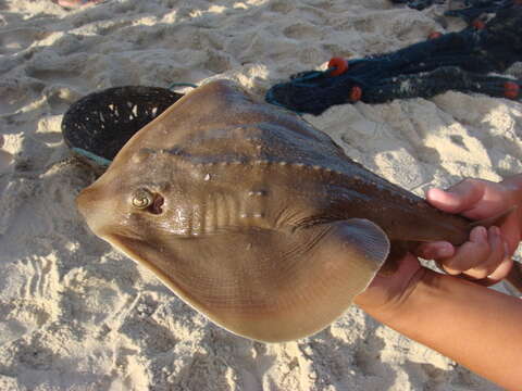 Image of Shortnose guitarfish