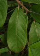 Image of Psidium guyanense Pers.