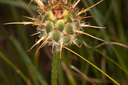 Image of Centaurea rupestris L.