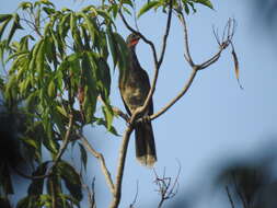 Image of White-bellied Chachalaca