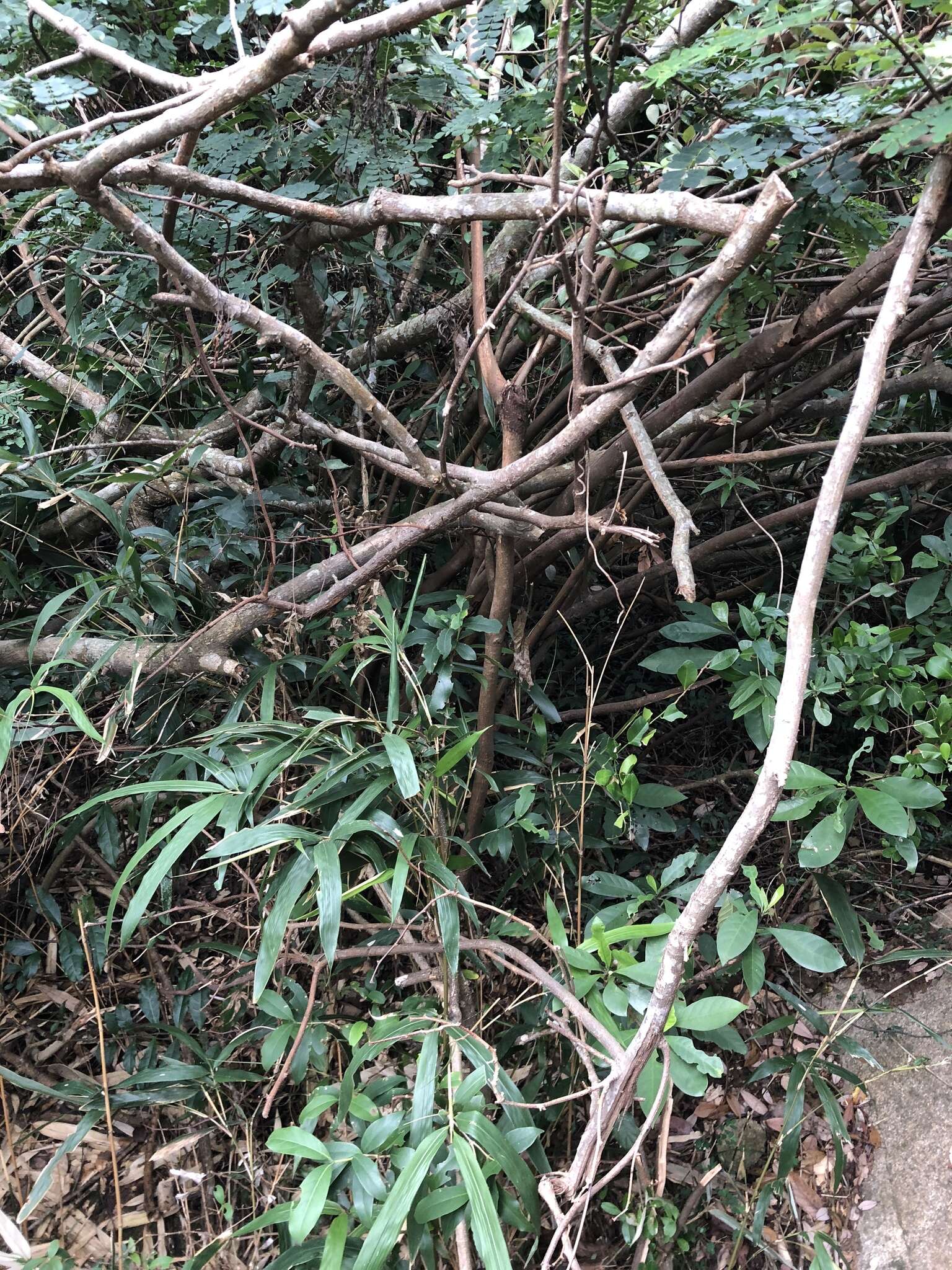 Image of Albizia corniculata (Lour.) Druce