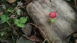 Image of Potentilla wallichiana Ser.