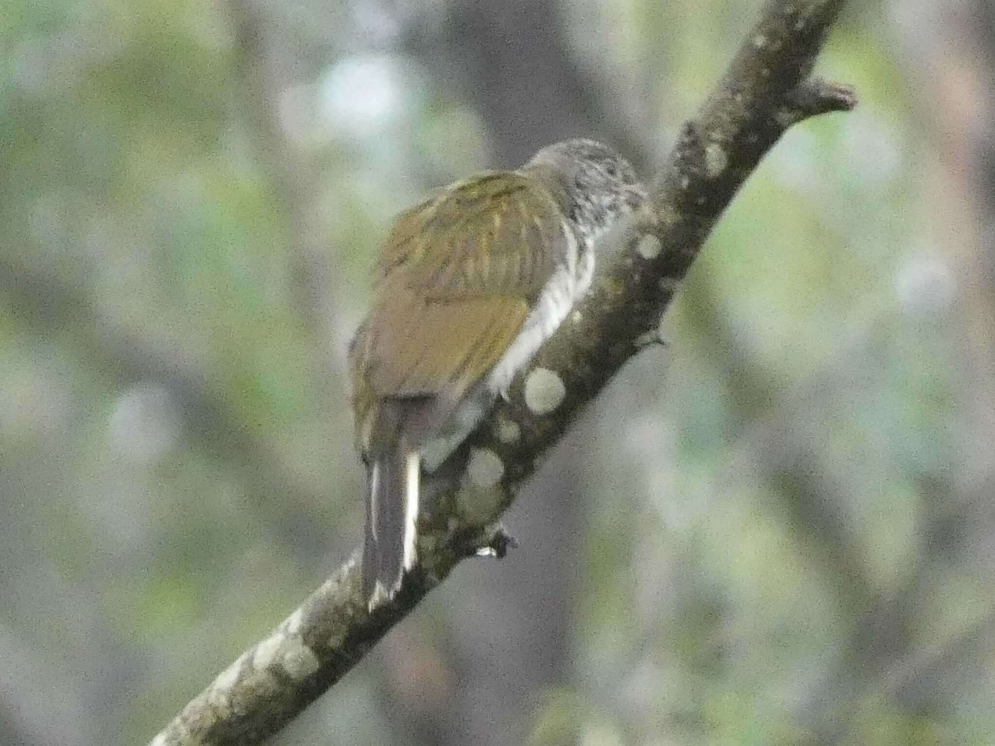 Image of Scaly-throated Honeyguide