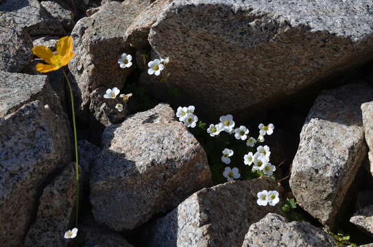 Imagem de Saxifraga sibirica L.