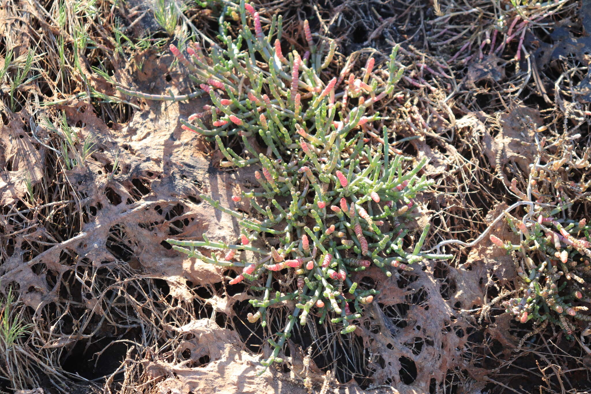 Image of Salicornia natalensis Bunge ex Ung.-Sternb.