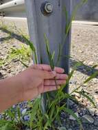 Image of hairy cupgrass