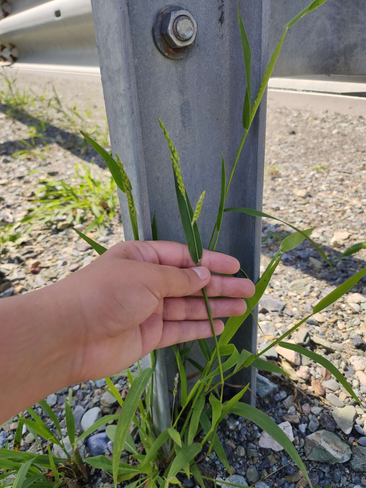 Image of hairy cupgrass