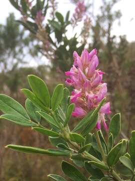 Imagem de Indigofera cytisoides Thunb.